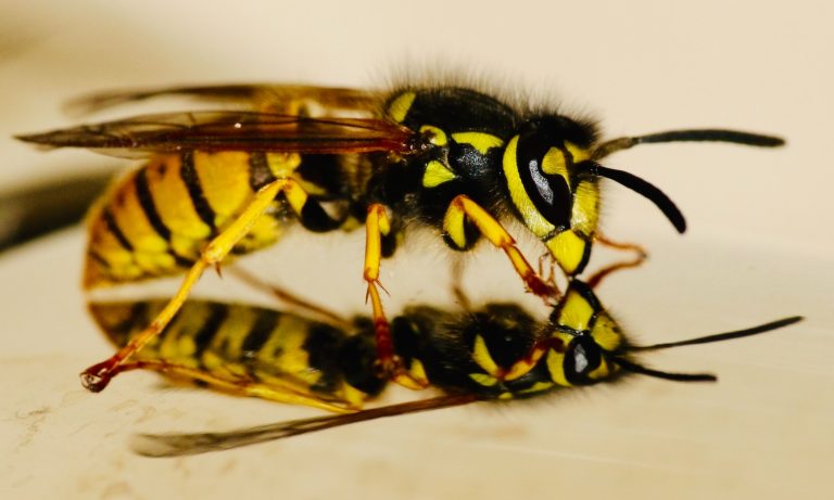What’s the Difference Between Wasps and Bees?