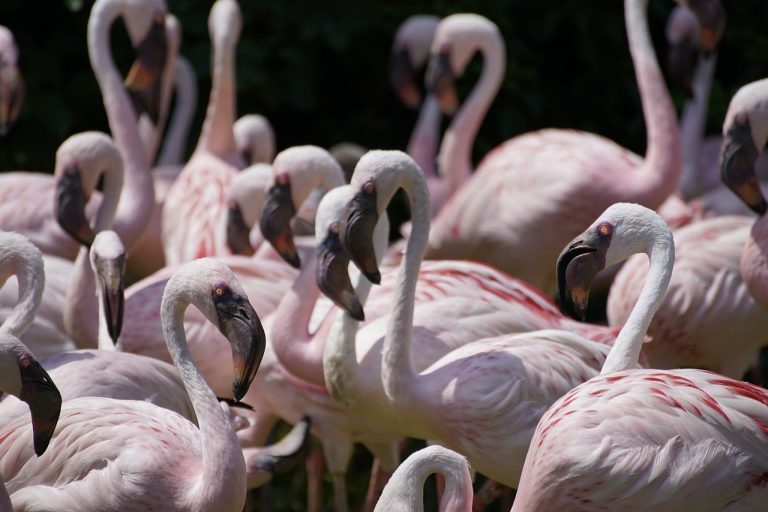 6 Different Types of Flamingos