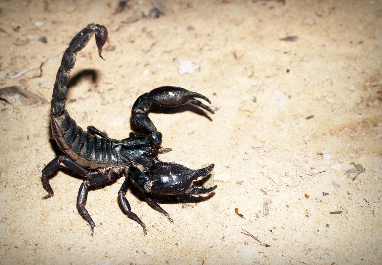 5 Different Types of Scorpions in Texas