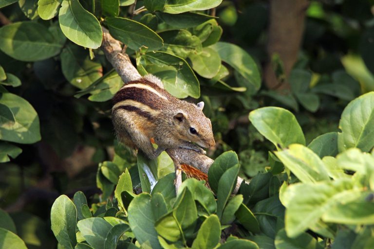10 Different Types of Squirrels in Canada