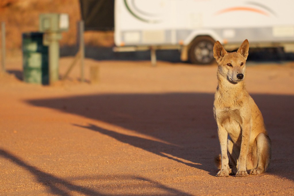 Dingoes