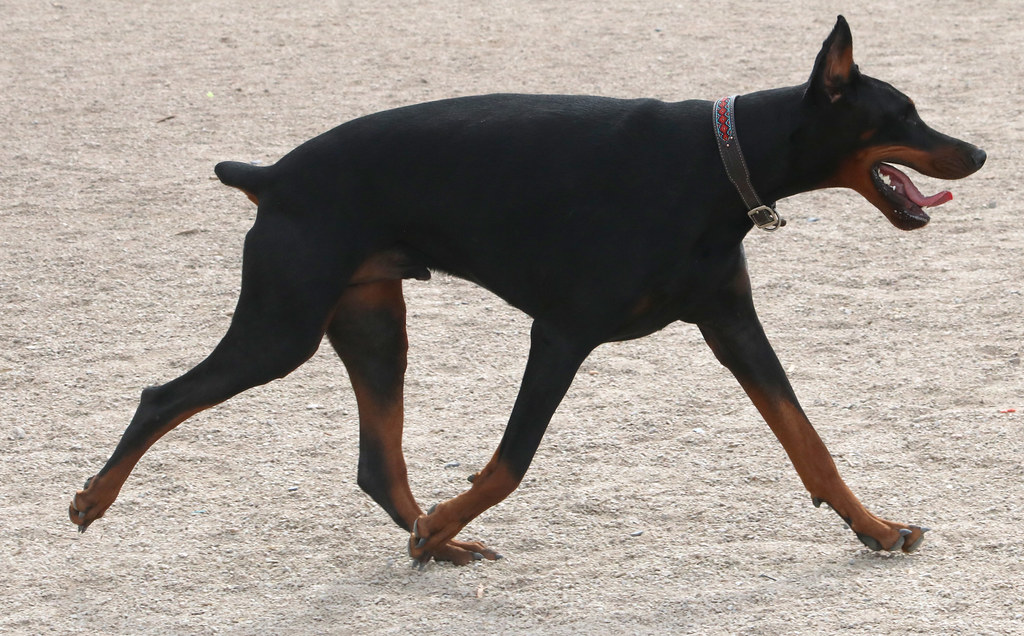 Doberman Pinscher
