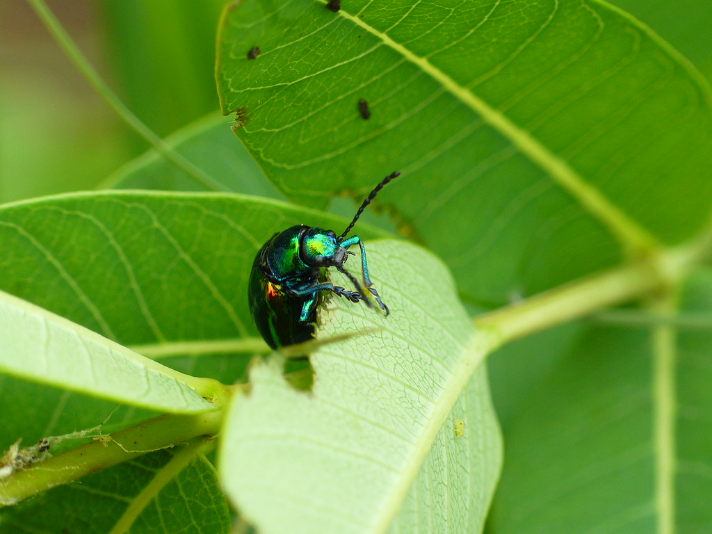 Dogbane Leaf Beetle - types of beetles in tennessee