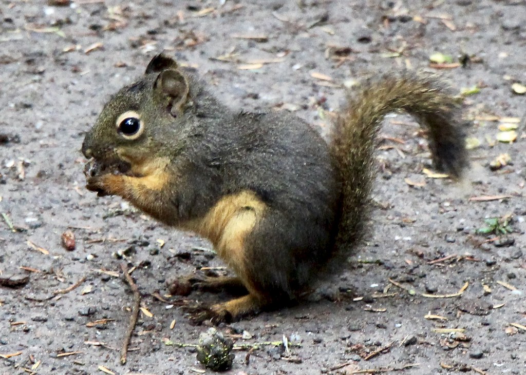 Douglas Squirrel