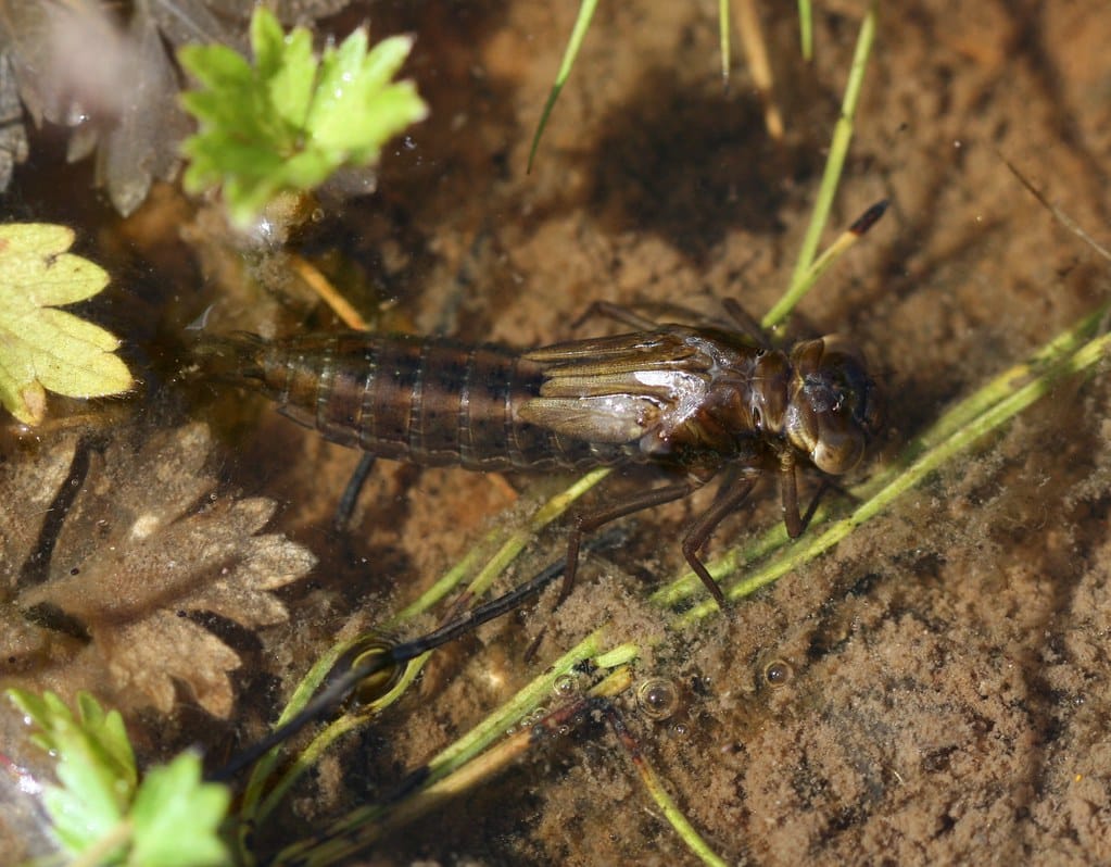 Dragonfly Larvae