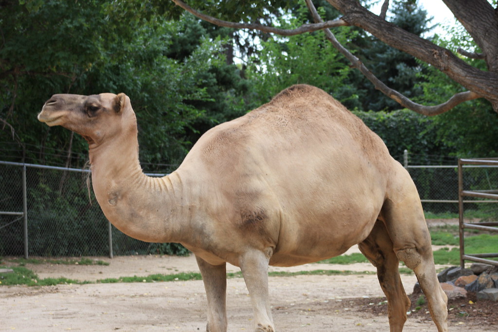 Dromedary Camel