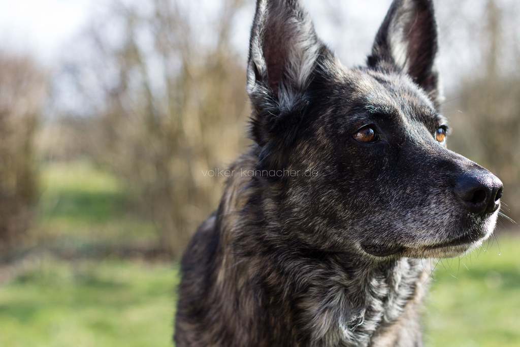 Dutch Shepherd