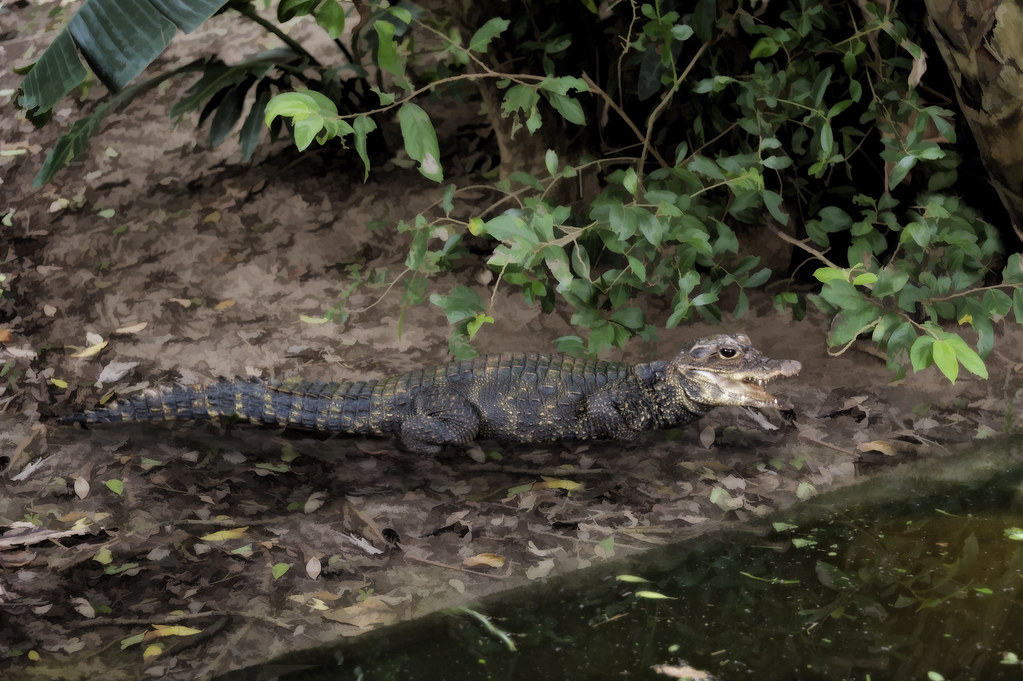 Dwarf Crocodile