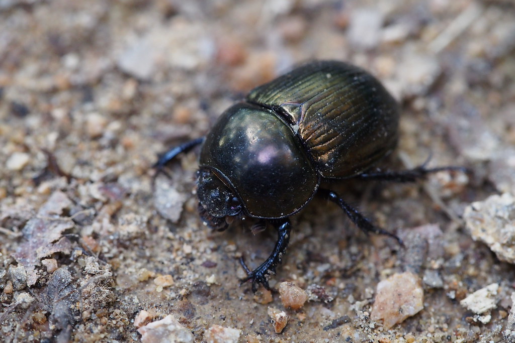 Earth-boring Scarab Beetle