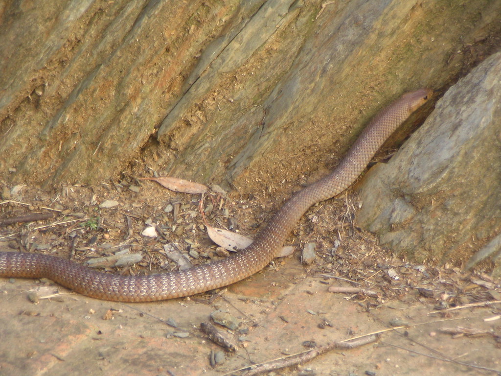 Eastern Brown Snake
