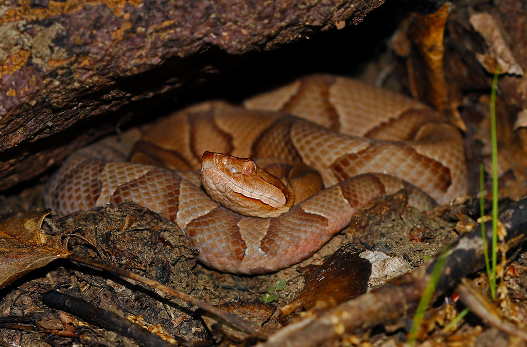 Eastern Copperhead