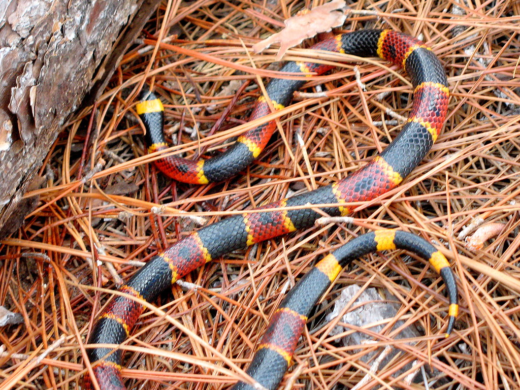 Eastern Coral Snake