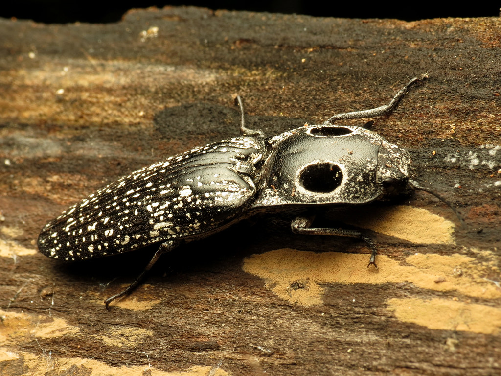 Eastern Eyed Click Beetle