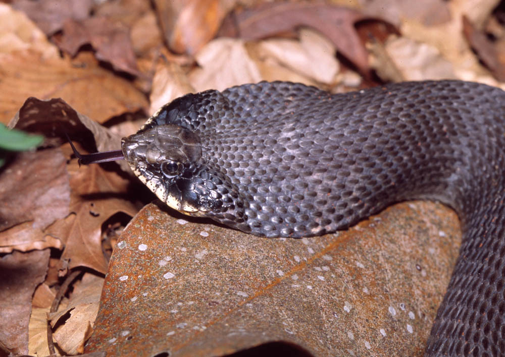 Eastern Hognose Snake - Snakes With the Biggest Heads