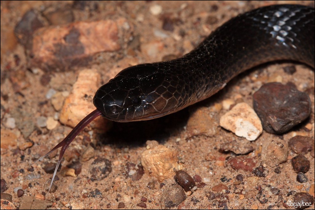 Eastern Small-eyed Snake