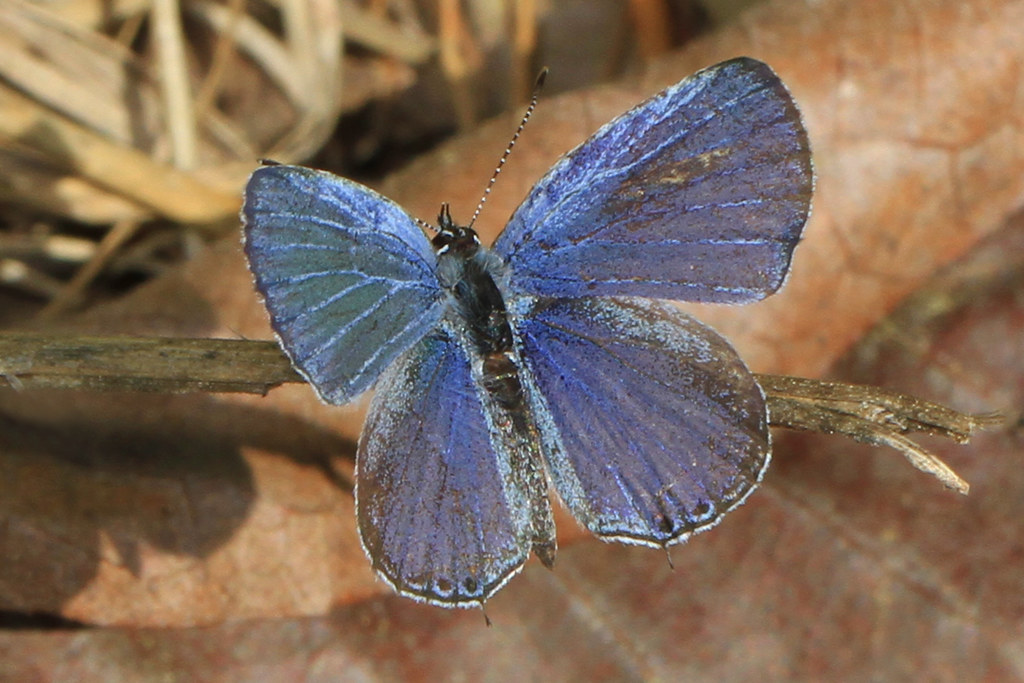 Eastern Tailed-Blue