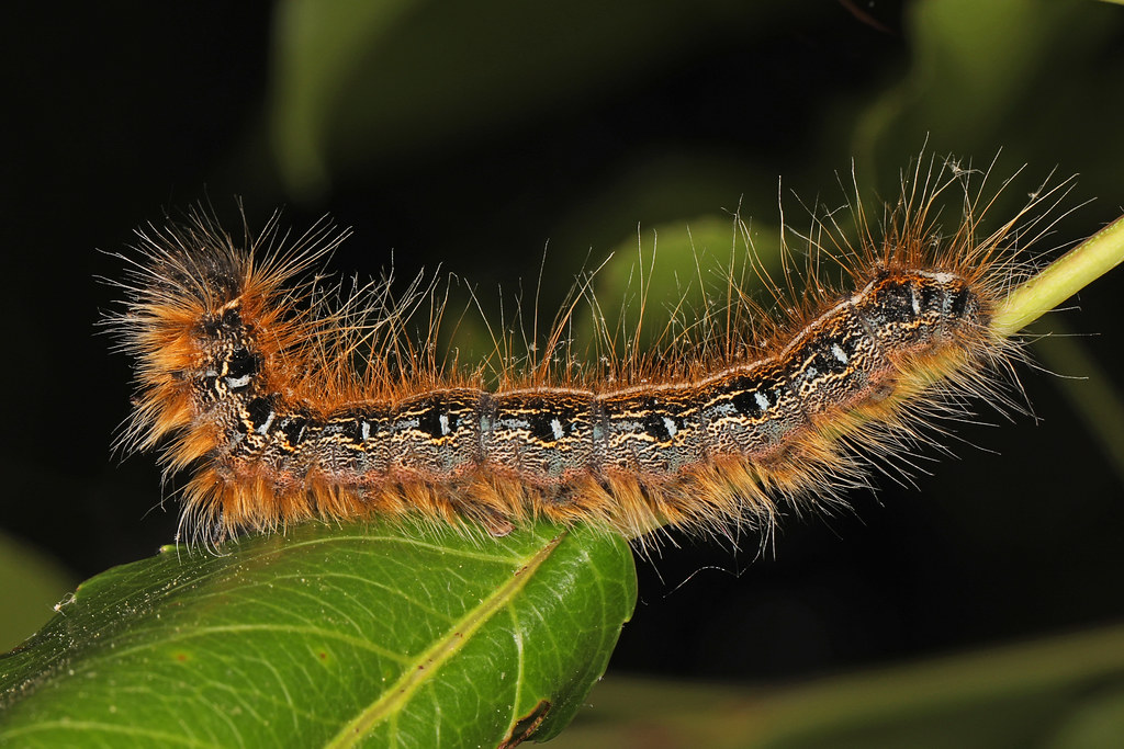 Eastern Tent Caterpillar