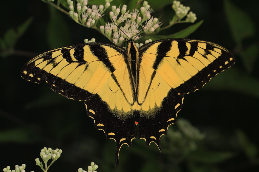 Eastern Tiger Swallowtail