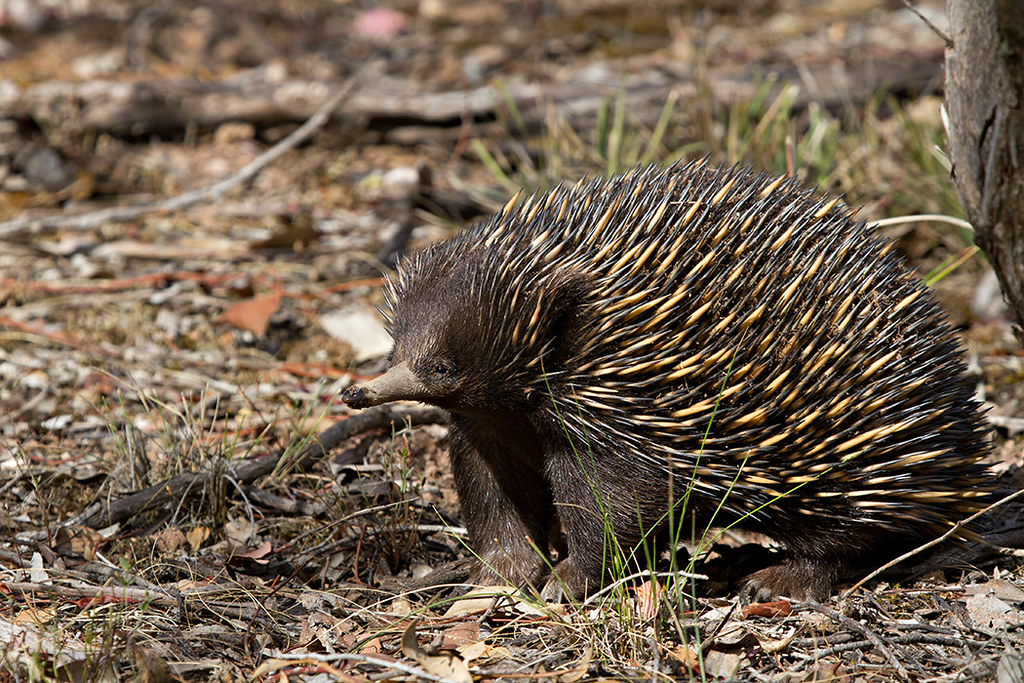 Echidna