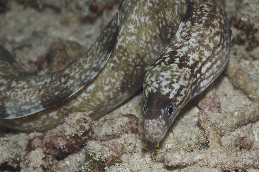 Eel