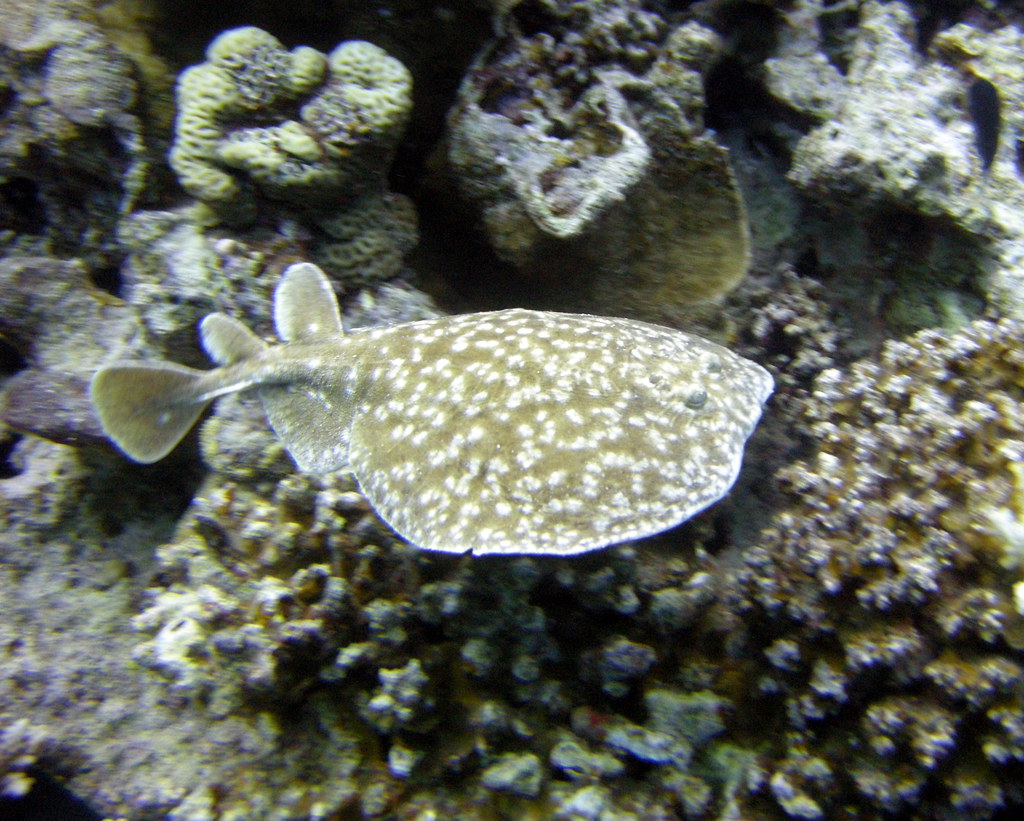 Electric Ray