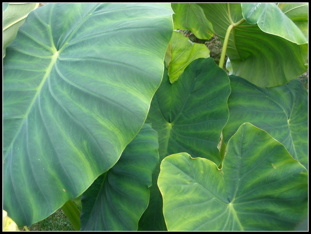 Elephant Ears