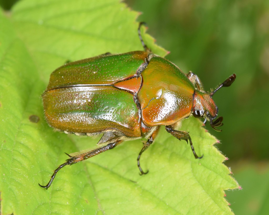 Emerald Euphoria Beetle