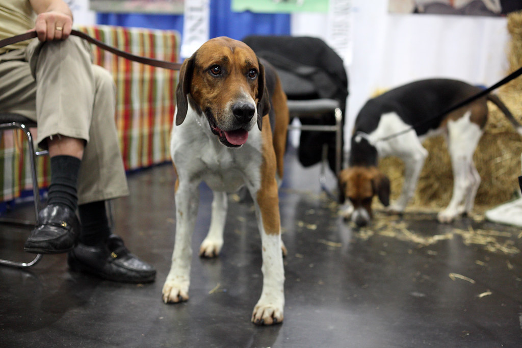 English Foxhound - Dog Breeds That Start With E