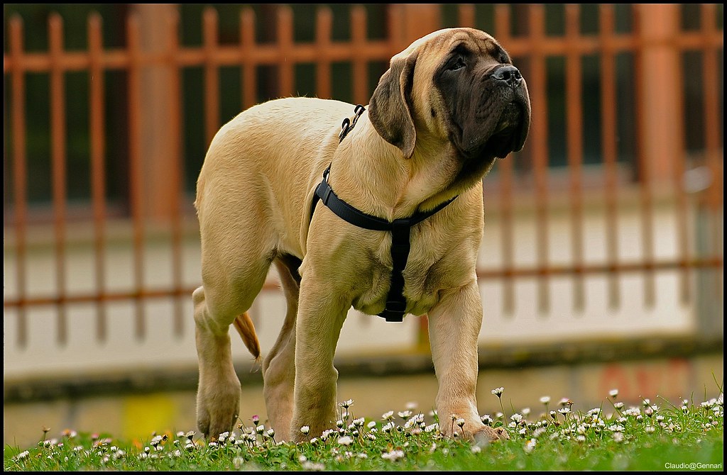 English Mastiff