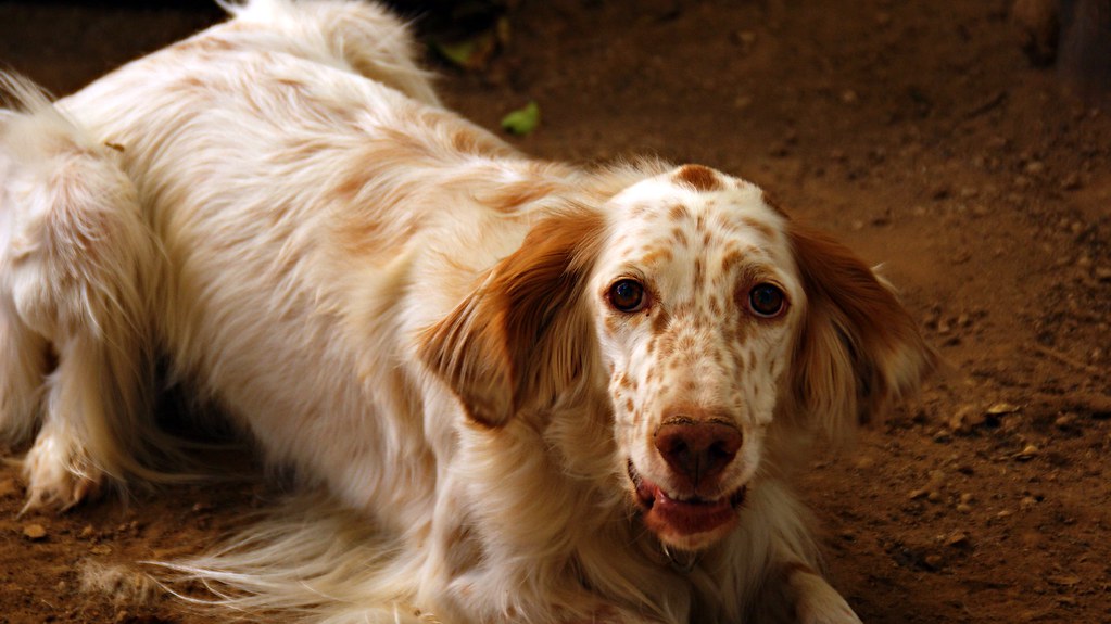 English Setter