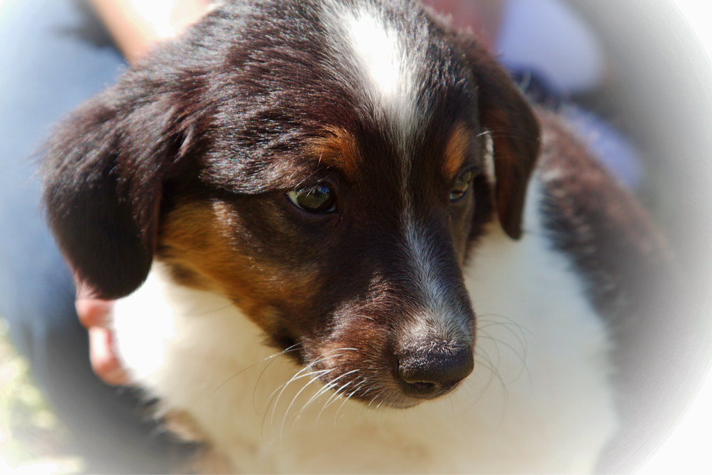 English Shepherd Dog
