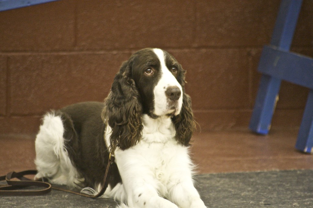 English Springer Spaniel