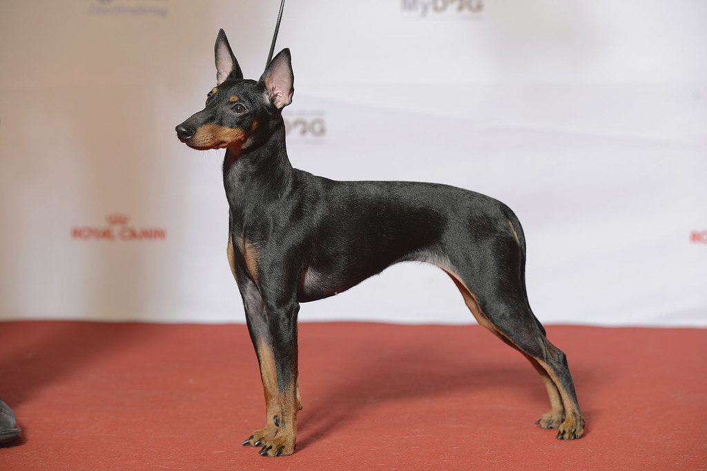 English Toy Terrier