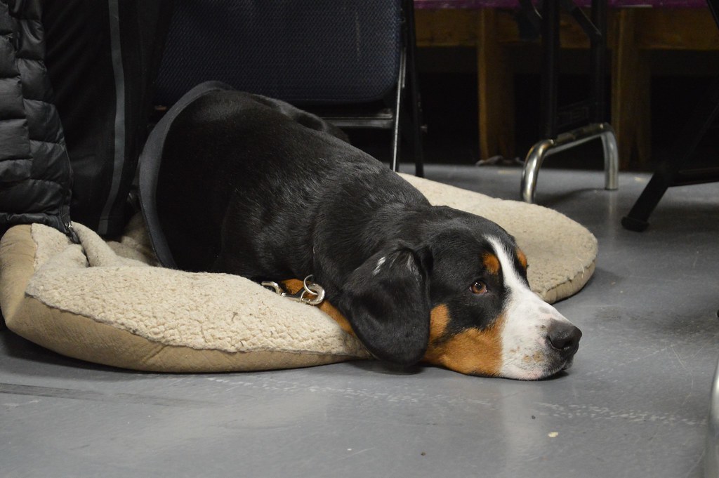 Entlebucher Mountain Dog