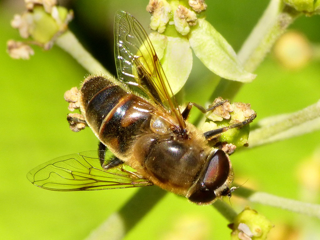 European Drone Fly - Different Types of Flies in Massachusetts  