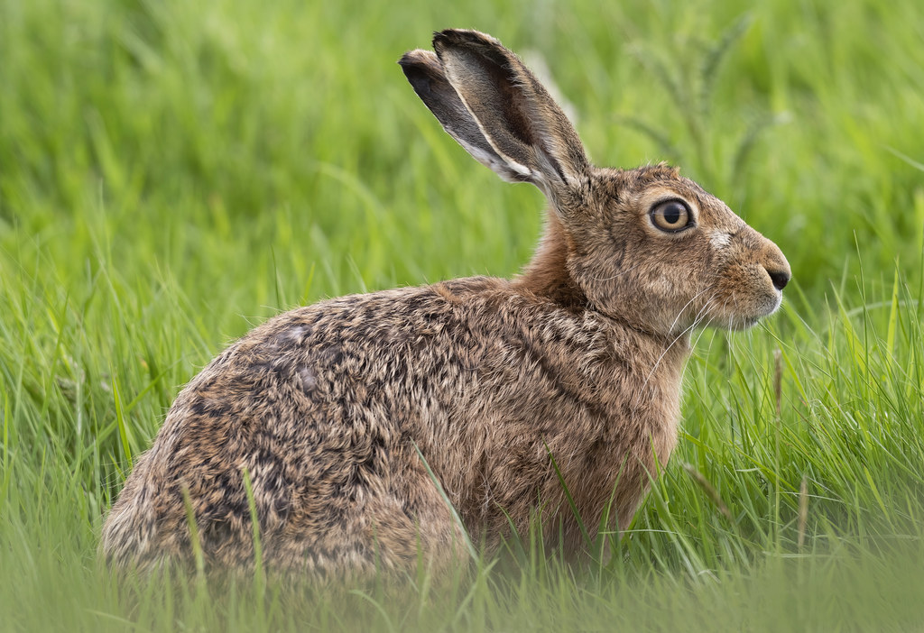 European Hares