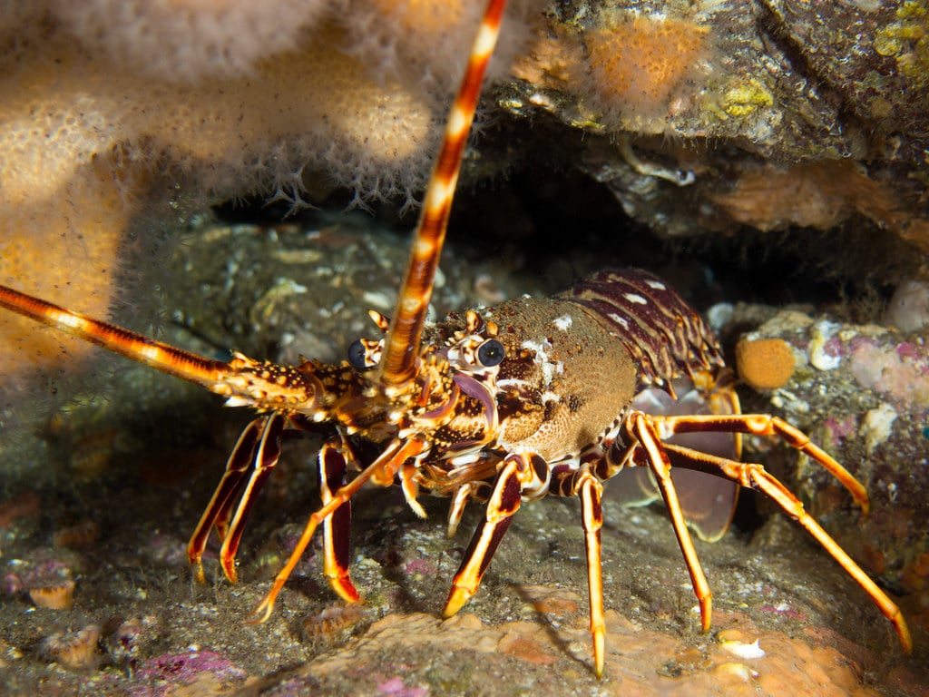 European Lobster