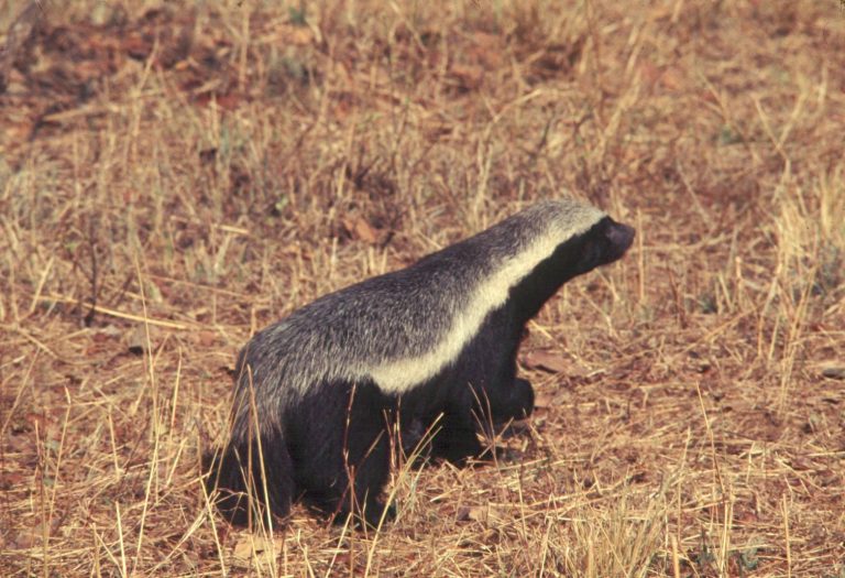 10 Interesting Facts About Honey Badgers