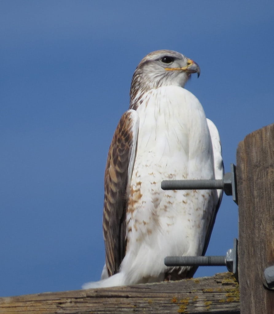 Ferruginous Hawks