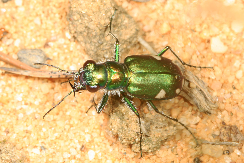 Festive Tiger Beetle - Types of Beetles in Montana