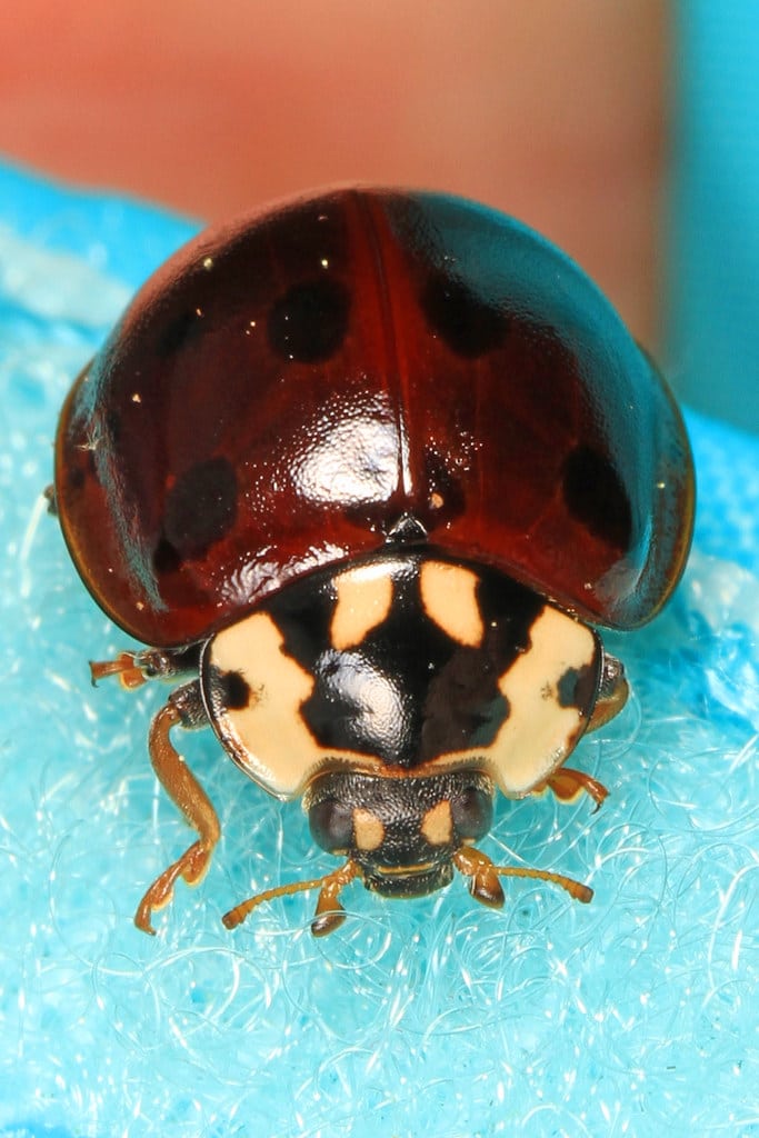 Fifteen-spotted Lady Beetle - Types of Ladybugs in Michigan