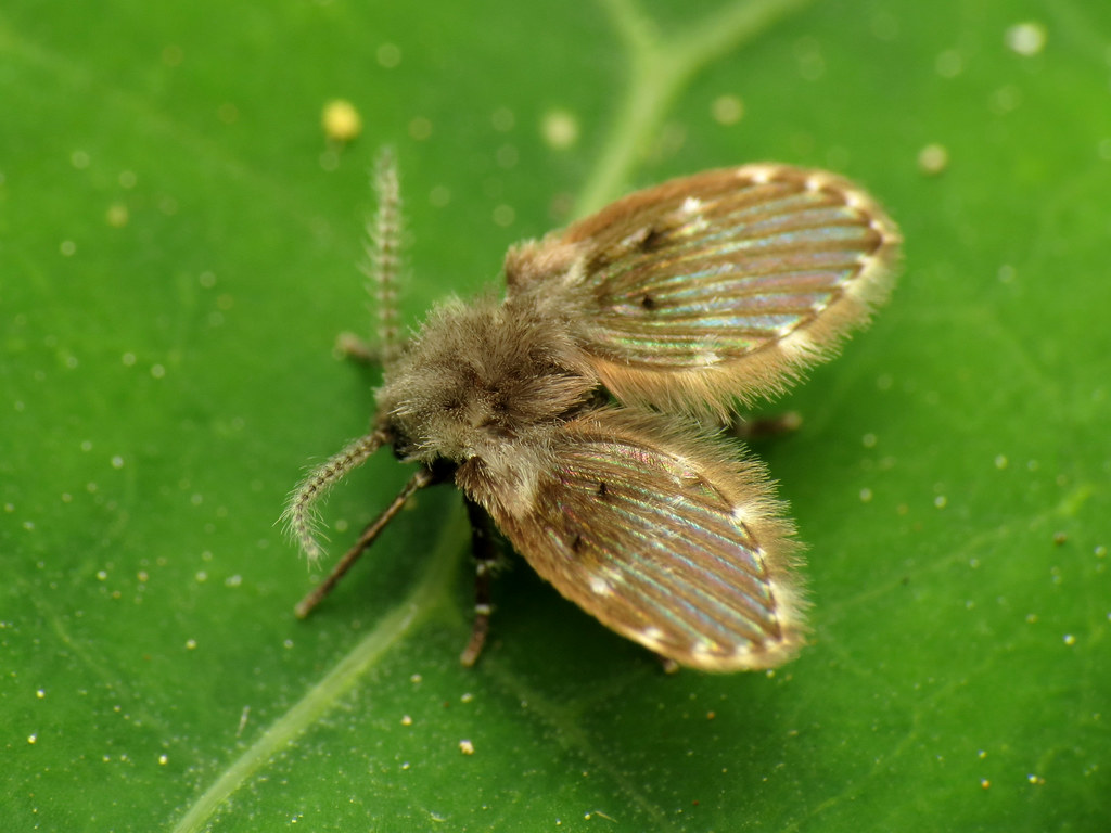 Filter Fly - Different Types of Flies in Massachusetts