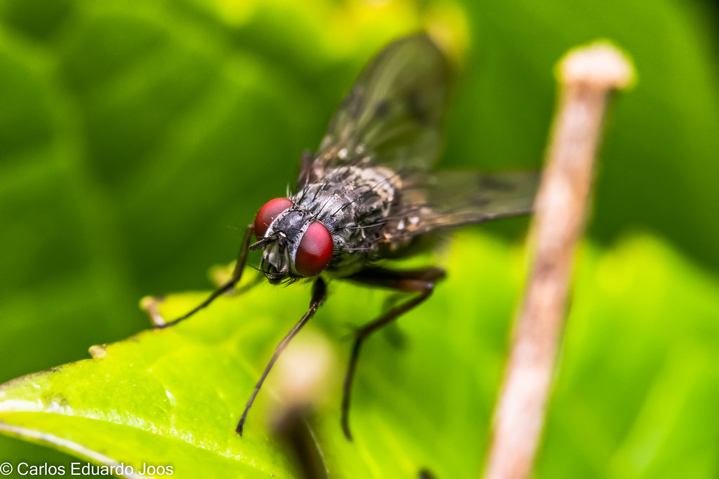 Flesh Fly