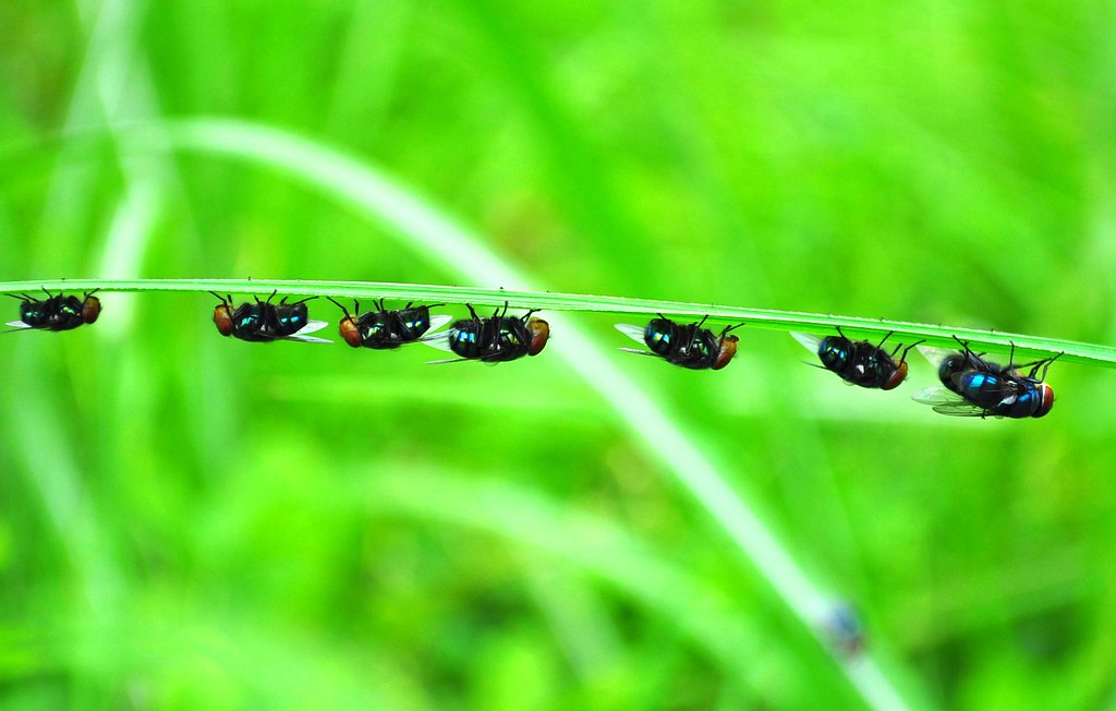 Flies