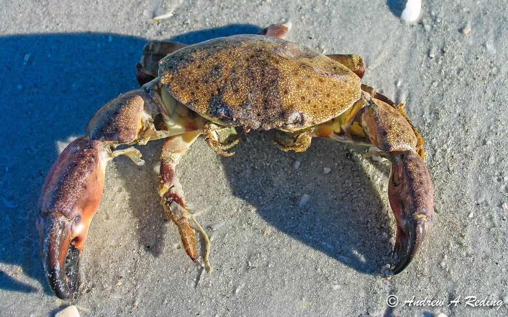 Florida Stone Crab