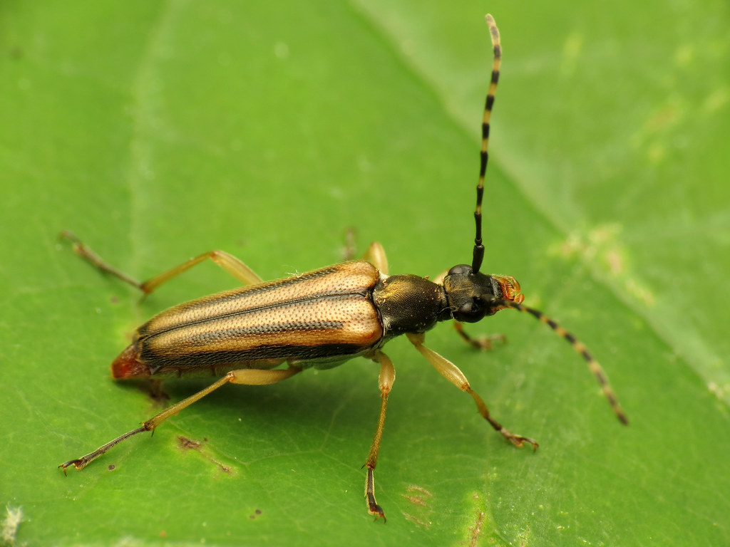 Flower Longhorn Beetle - Types of Beetles in Montana