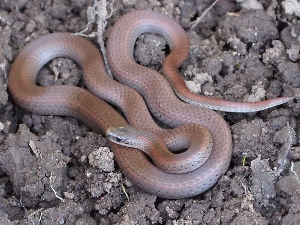 Forest Sharp-tailed Snake