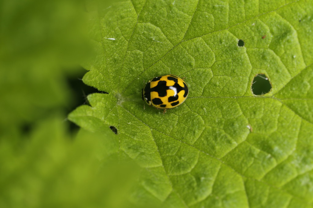 Fourteen-spotted Ladybird Beetle