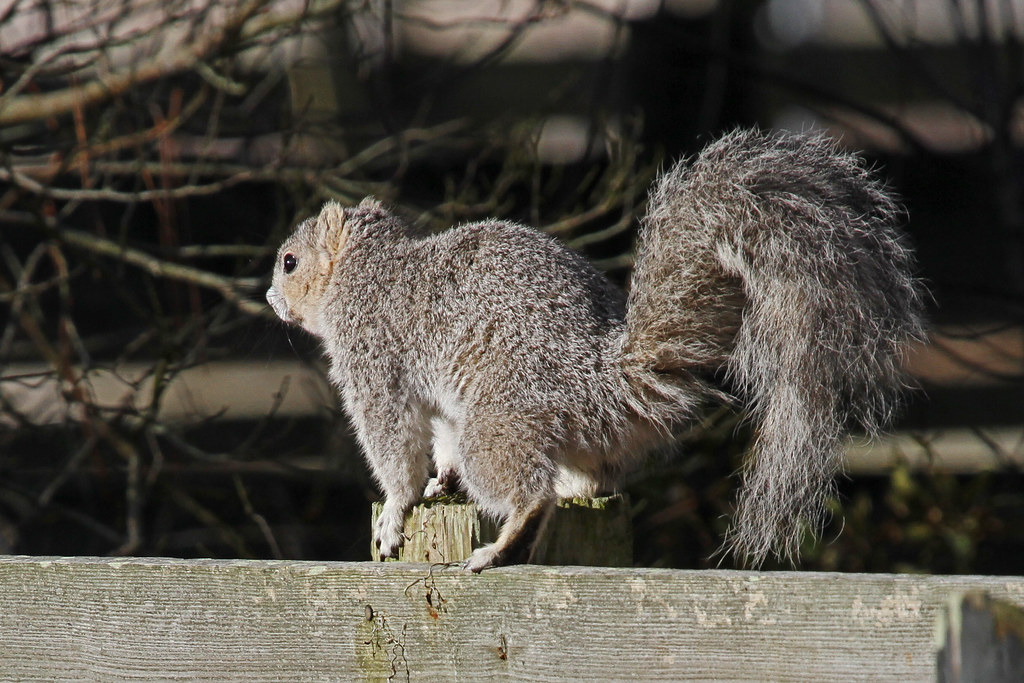Fox Squirrel - Different Types of Squirrels in Canada