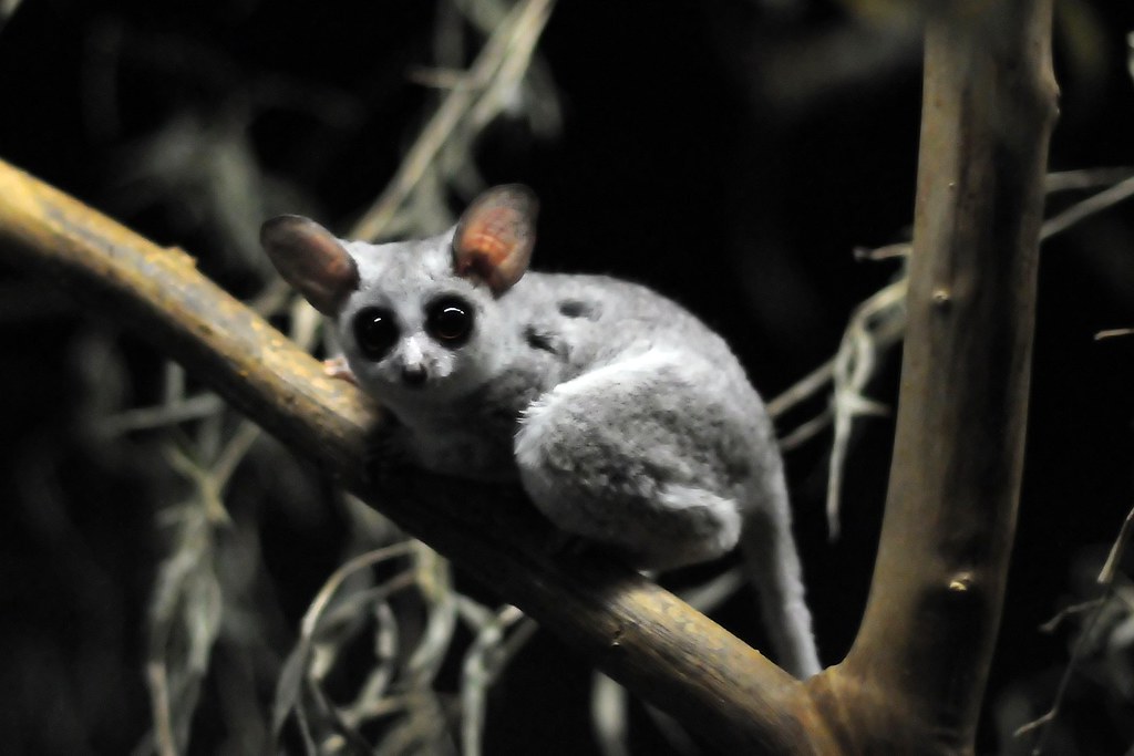 Galagos